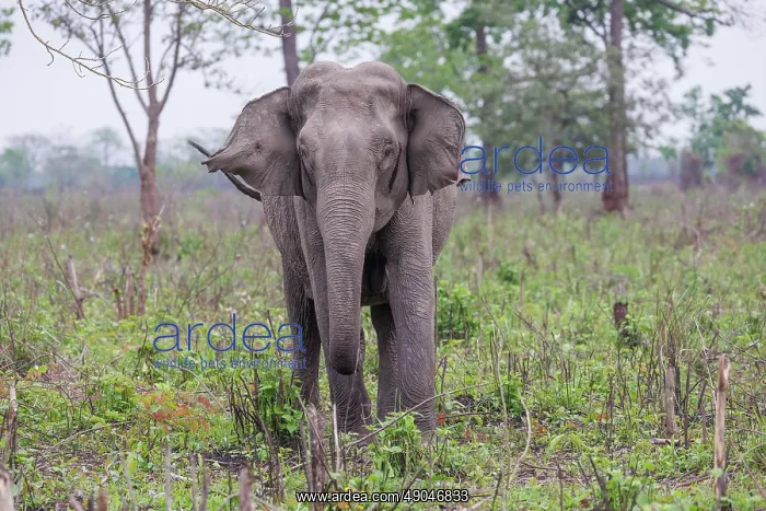 : Asian elephant (Elephas maximus) : Asian elephant (Elephas maximus)