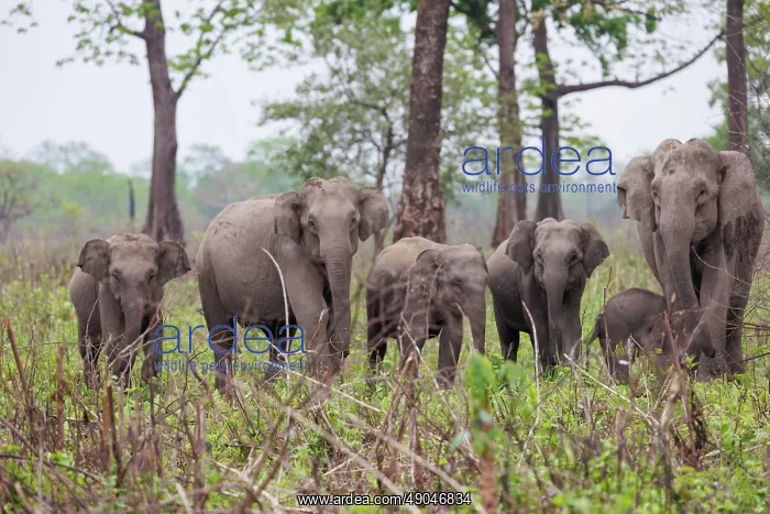 : Asian elephant (Elephas maximus) : Asian elephant (Elephas maximus)