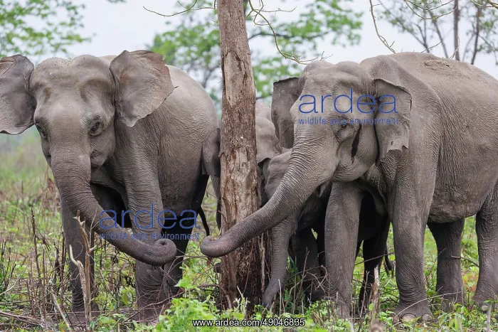 : Asian elephant (Elephas maximus) : Asian elephant (Elephas maximus)