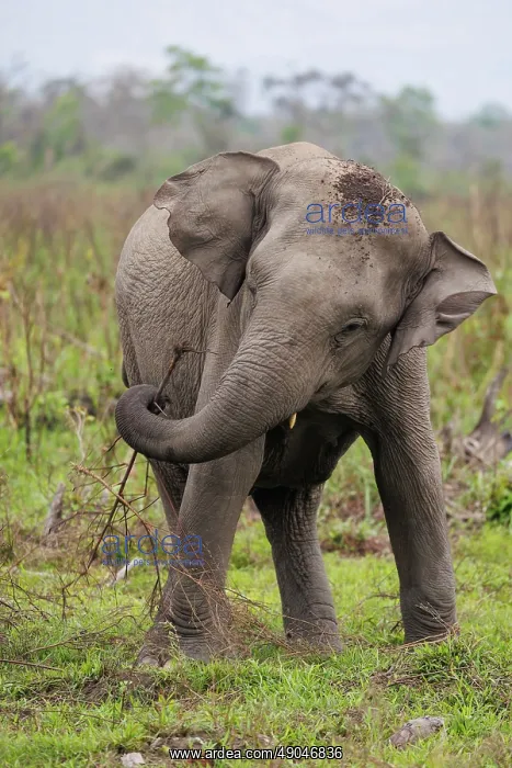 : Asian elephant (Elephas maximus) : Asian elephant (Elephas maximus)