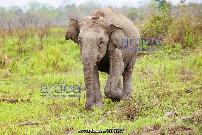 : Asian elephant (Elephas maximus) : Asian elephant (Elephas maximus)