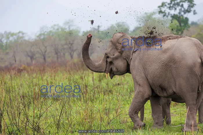 : Asian elephant (Elephas maximus) : Asian elephant (Elephas maximus)