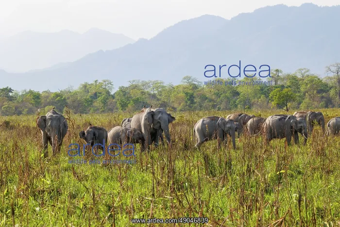 : Asian elephant (Elephas maximus) : Asian elephant (Elephas maximus)