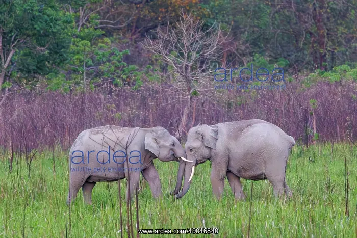 : Asian elephant (Elephas maximus) : Asian elephant (Elephas maximus)