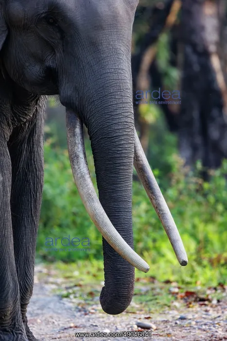 : Asian elephant (Elephas maximus) : Asian elephant (Elephas maximus)