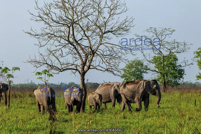 : Asian elephant (Elephas maximus) : Asian elephant (Elephas maximus)