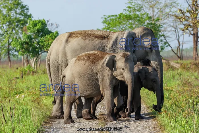 : Asian elephant (Elephas maximus) : Asian elephant (Elephas maximus)