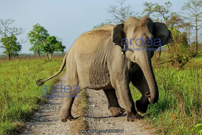 : Asian elephant (Elephas maximus) : Asian elephant (Elephas maximus)