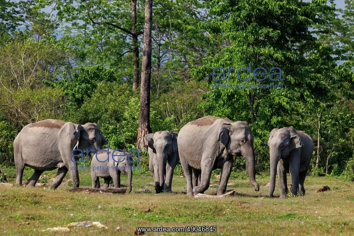 : Asian elephant (Elephas maximus) : Asian elephant (Elephas maximus)