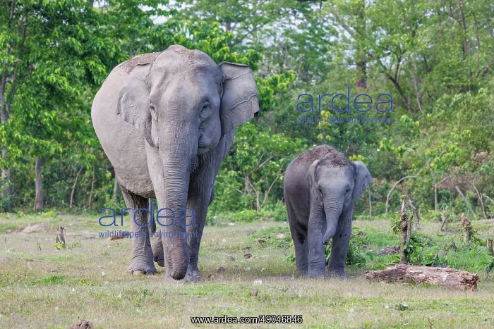 : Asian elephant (Elephas maximus) : Asian elephant (Elephas maximus)