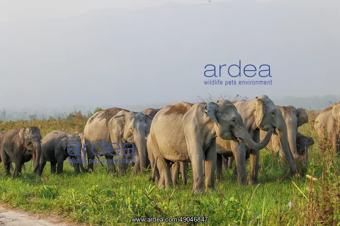 : Asian elephant (Elephas maximus) : Asian elephant (Elephas maximus)
