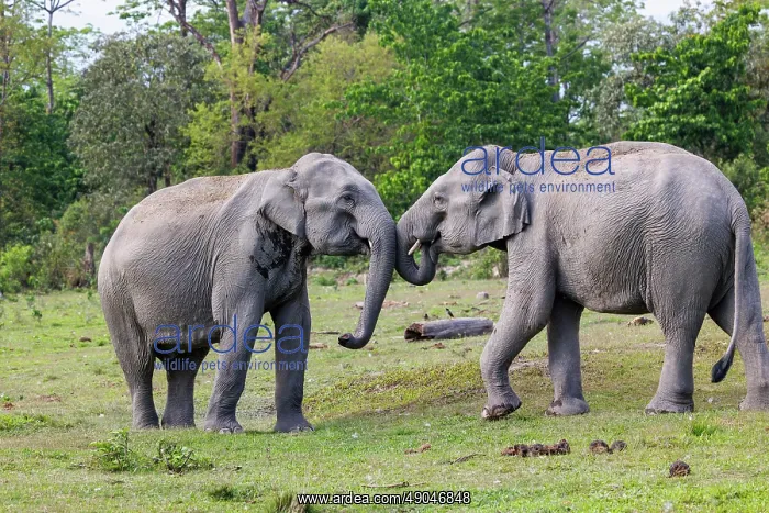 : Asian elephant (Elephas maximus) : Asian elephant (Elephas maximus)