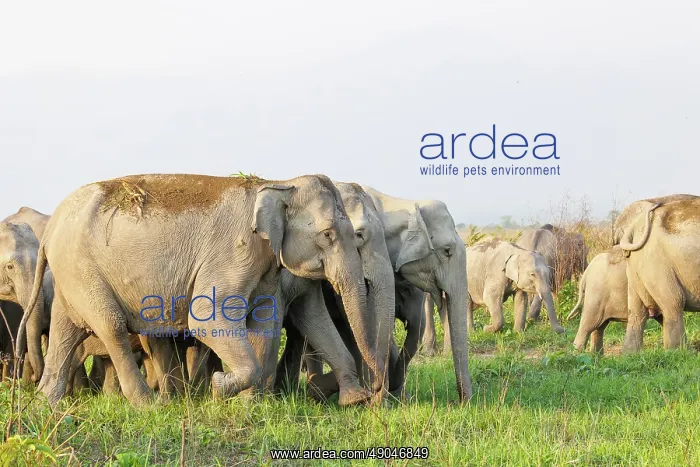 : Asian elephant (Elephas maximus) : Asian elephant (Elephas maximus)