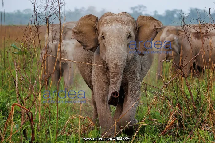 : Asian elephant (Elephas maximus) : Asian elephant (Elephas maximus)