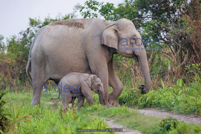 : Asian elephant (Elephas maximus) : Asian elephant (Elephas maximus)