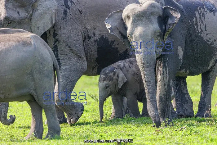 : Asian elephant (Elephas maximus) : Asian elephant (Elephas maximus)