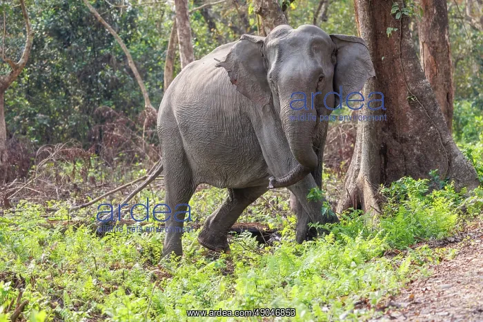 : Asian elephant (Elephas maximus) : Asian elephant (Elephas maximus)