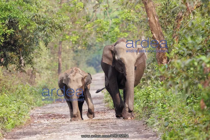 : Asian elephant (Elephas maximus) : Asian elephant (Elephas maximus)