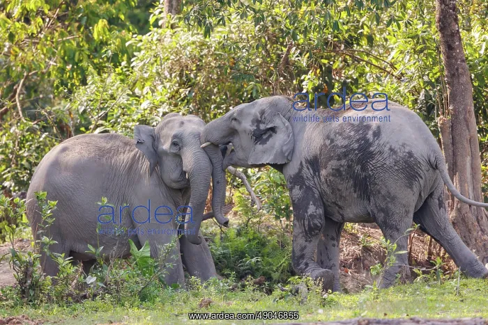 : Asian elephant (Elephas maximus) : Asian elephant (Elephas maximus)