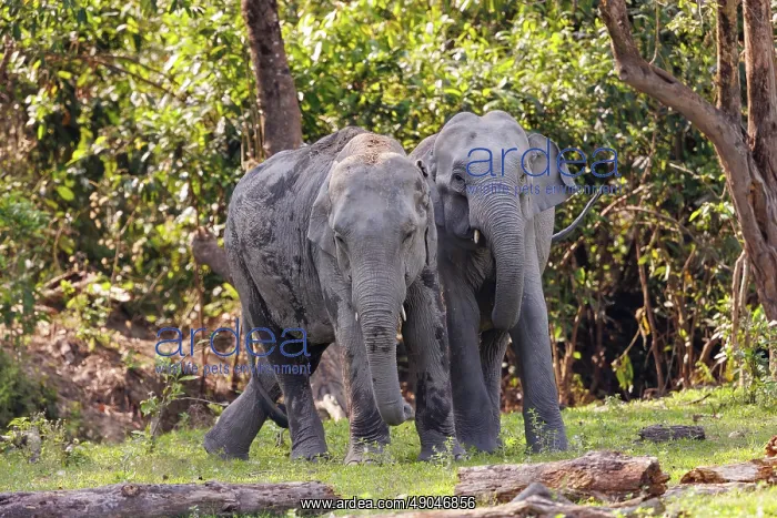 : Asian elephant (Elephas maximus) : Asian elephant (Elephas maximus)