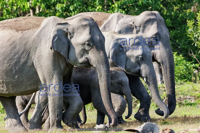  : Asian elephant (Elephas maximus)