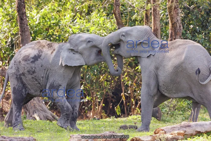 : Asian elephant (Elephas maximus) : Asian elephant (Elephas maximus)