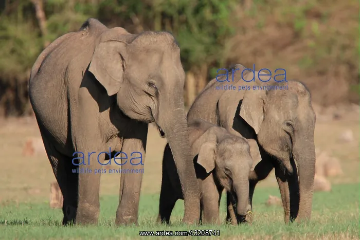 : Asian Elephant (Elephas maximus), family group : Asian Elephant (Elephas maximus), family group