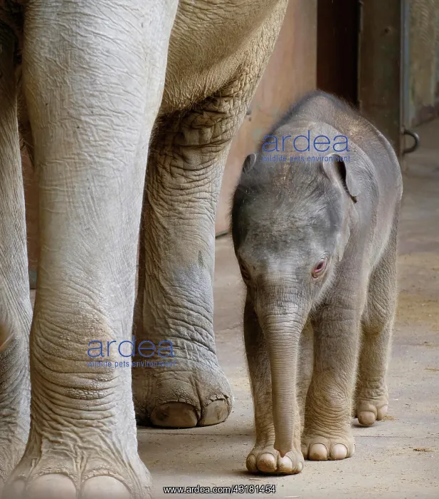 : Asian elephant (Elephas maximus indicus), elephant : Asian elephant (Elephas maximus indicus), elephant