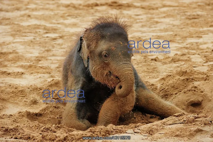 : Asian elephant (Elephas maximus indicus), Young : Asian elephant (Elephas maximus indicus), Young
