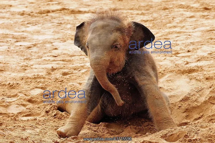 : Asian elephant (Elephas maximus indicus), young : Asian elephant (Elephas maximus indicus), young