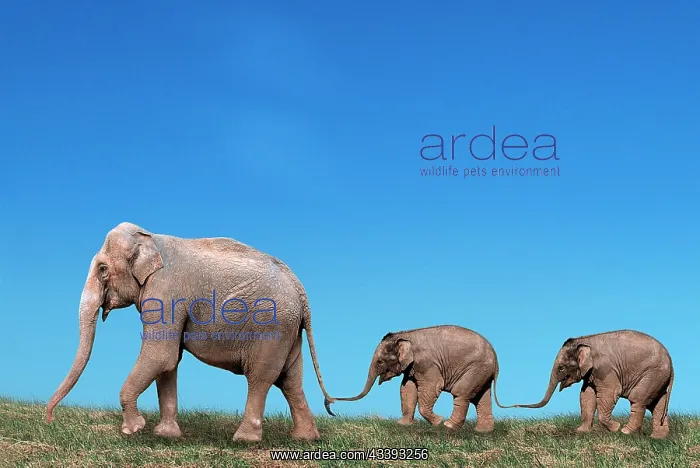 : Asian elephant (Elephas maximus) with young, lat : Asian elephant (Elephas maximus) with young, lat