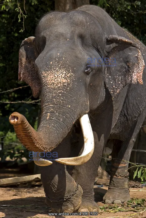 : Asian Elephant in the eyes slashed following ill treatment : Asian Elephant in the eyes slashed following ill treatment