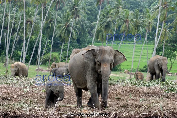 : Asian Elephant: farm crops beyond : Asian Elephant: farm crops beyond