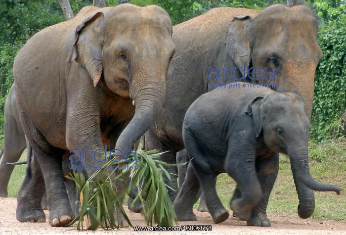 : Asian Elephant: females with juvenile at Elephant Orphanage : Asian Elephant: females with juvenile at Elephant Orphanage