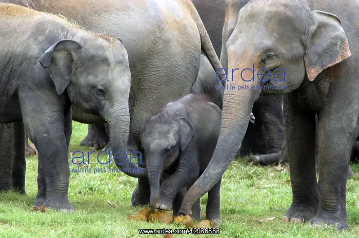 : Asian Elephant - females showing baby elephant : Asian Elephant - females showing baby elephant
