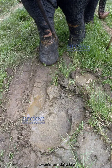 : Asian Elephant: footprints in mud : Asian Elephant: footprints in mud