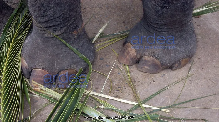  : Asian Elephant: forefeet