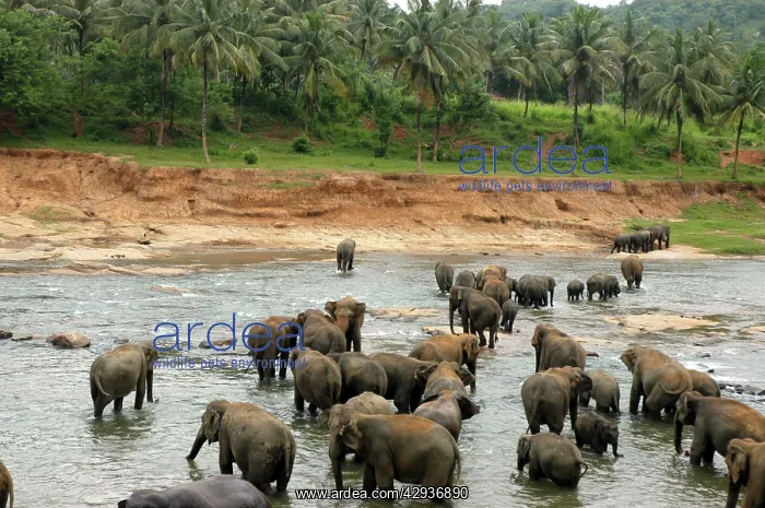 : Asian Elephant: herd bathing in the river : Asian Elephant: herd bathing in the river