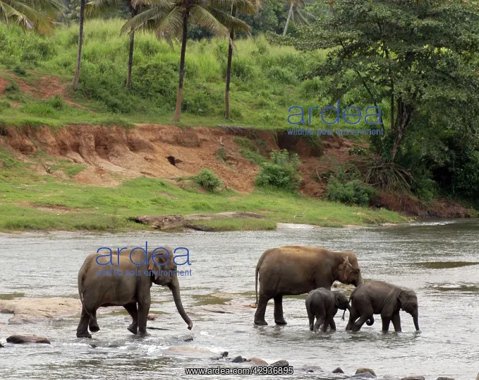 : Asian Elephant: herd bathing in the river : Asian Elephant: herd bathing in the river