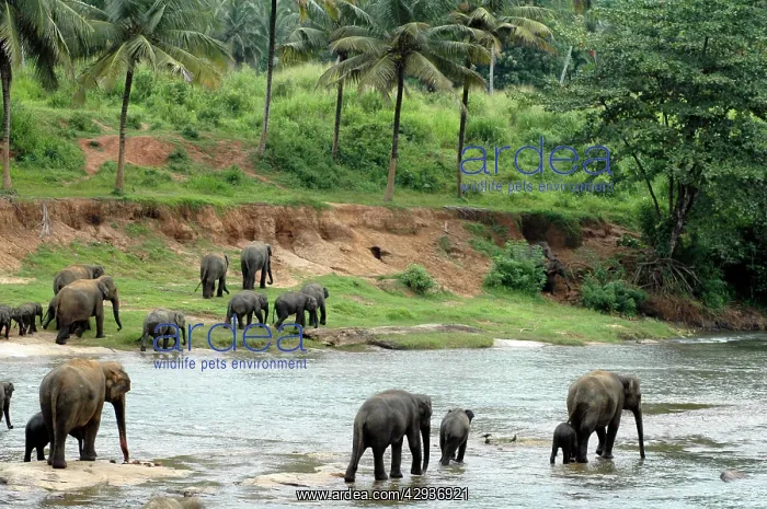 : Asian Elephant: herd crossing the river : Asian Elephant: herd crossing the river