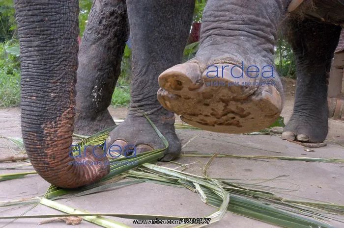 : Asian Elephant: left forefoot raised to show sole : Asian Elephant: left forefoot raised to show sole