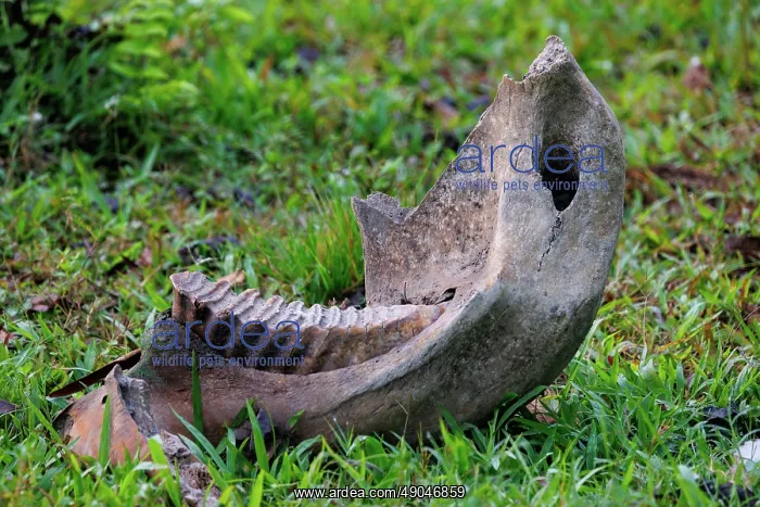 : Asian elephant, lower jaw : Asian elephant, lower jaw