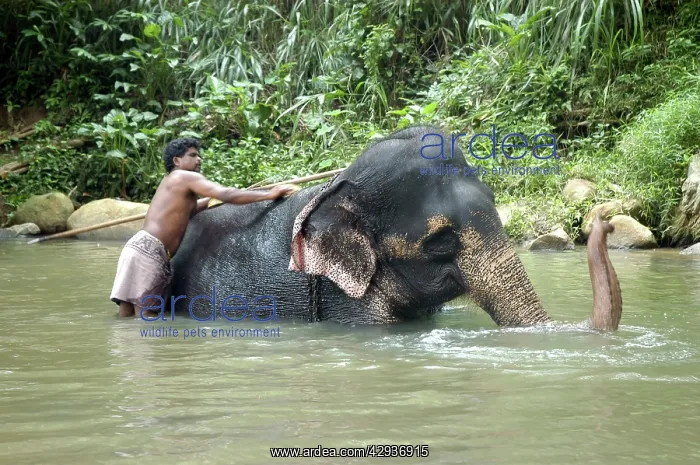 : Asian Elephant: mahout bathing his elephant : Asian Elephant: mahout bathing his elephant