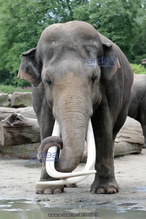 : Asian Elephant - mature bull with extremely long tusks : Asian Elephant - mature bull with extremely long tusks