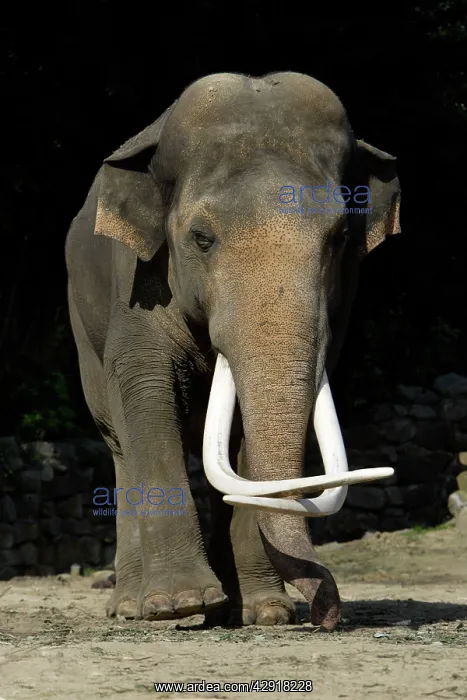 : Asian Elephant - mature bull with extremely long tusks : Asian Elephant - mature bull with extremely long tusks