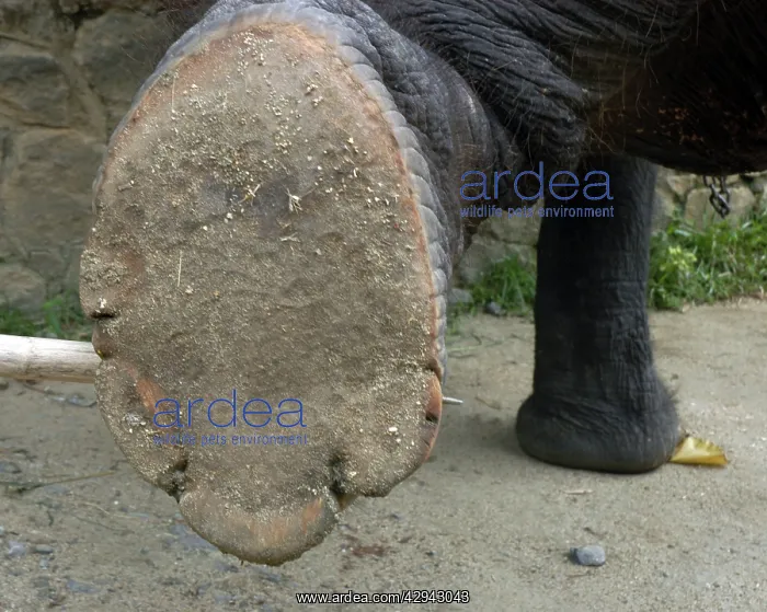 : Asian Elephant: right hind foot raised to show sole : Asian Elephant: right hind foot raised to show sole