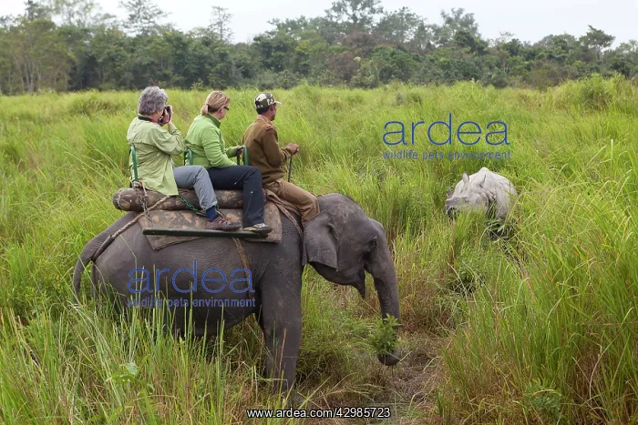 : Asian Elephant - Tourists on Safari watching Asian : Asian Elephant - Tourists on Safari watching Asian