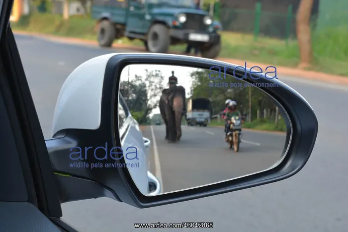 : Asian Elephant traffic hazzard; Sri Lanka : Asian Elephant traffic hazzard; Sri Lanka