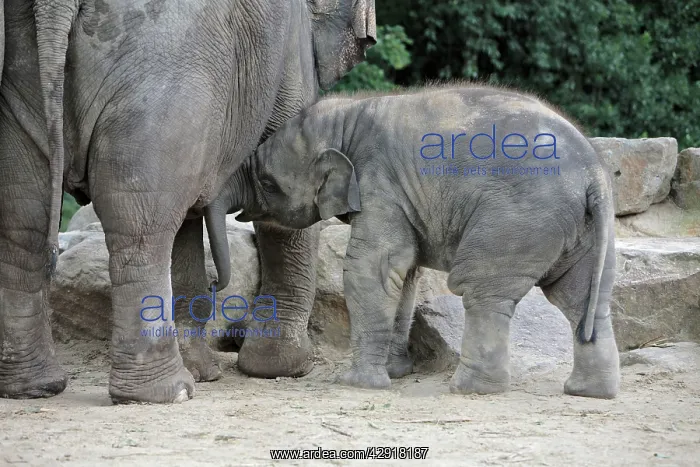 : Asian Elephant - Young animal playing with mother : Asian Elephant - Young animal playing with mother