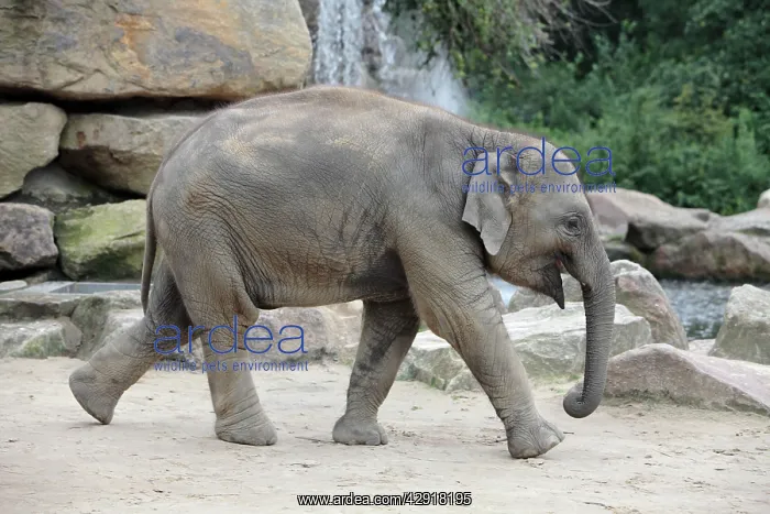 : Asian Elephant - young animal running : Asian Elephant - young animal running